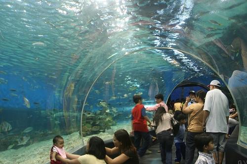 Turismo en los mejores acuarios de Japón