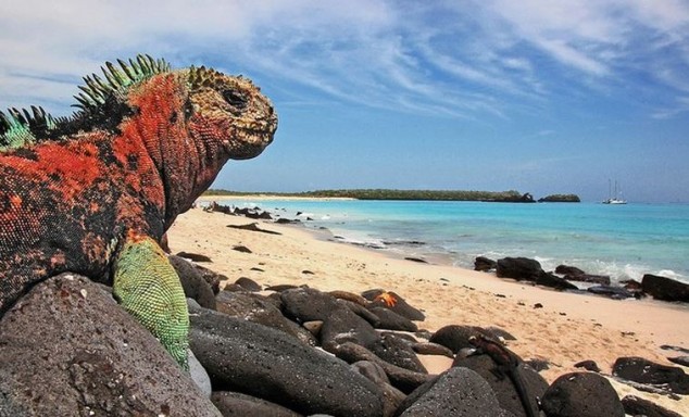 19 islas que componen las Islas Galápagos son el hogar de la fauna