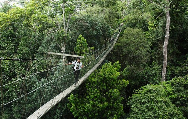 malasia bosques más antiguos de lluvia tropical