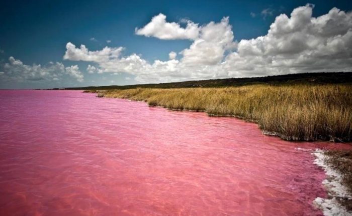 lago rosa hillier australia